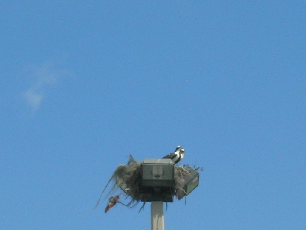 A pair of ospreys nesting on a streetlight kept watch over the field.