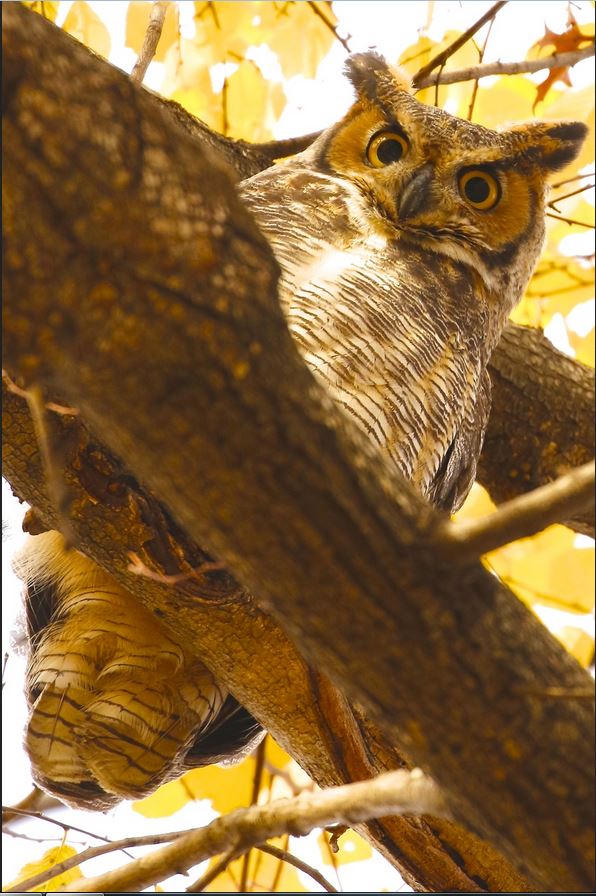Owl Be Watching You - 01-05-16